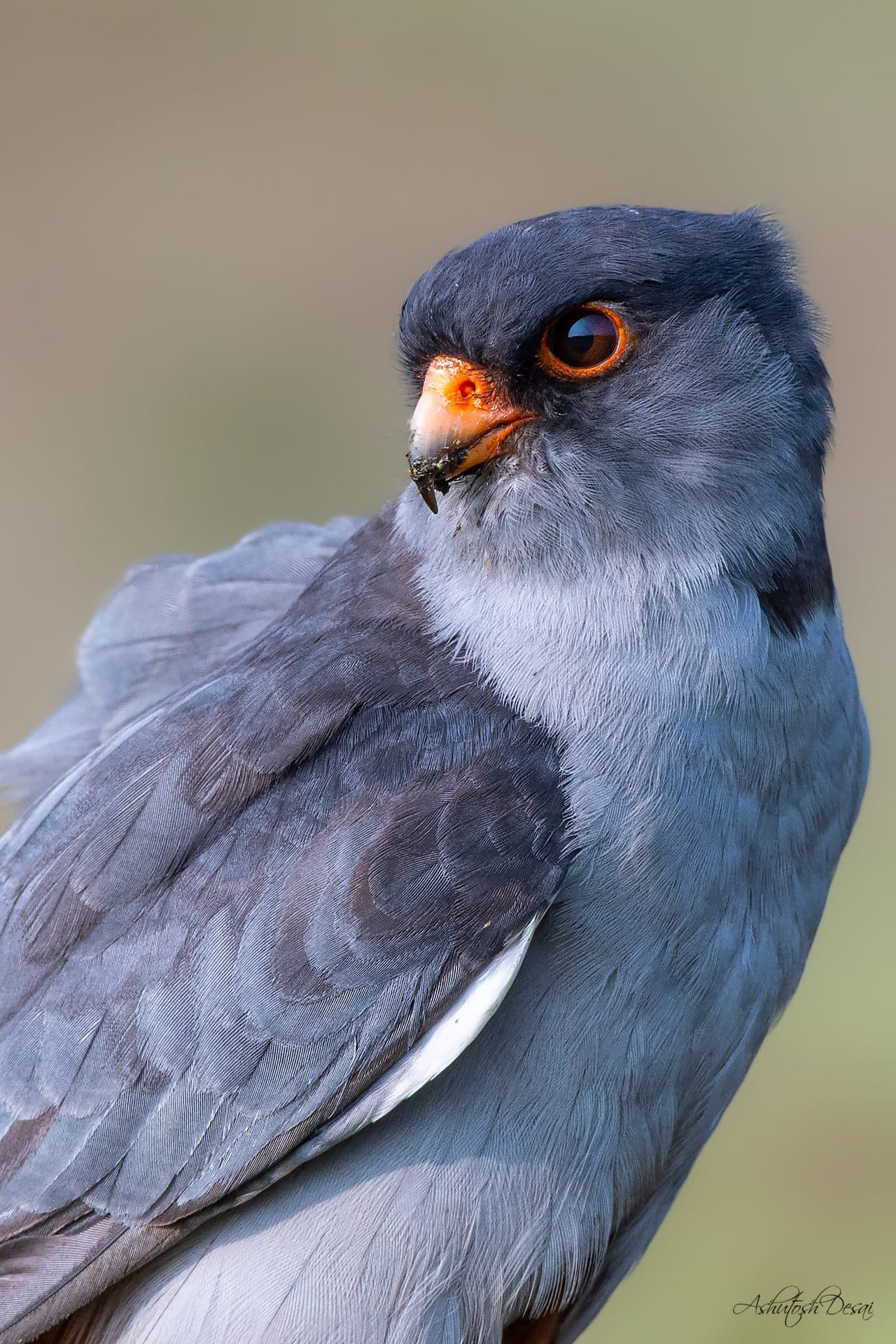 Amur Falcon