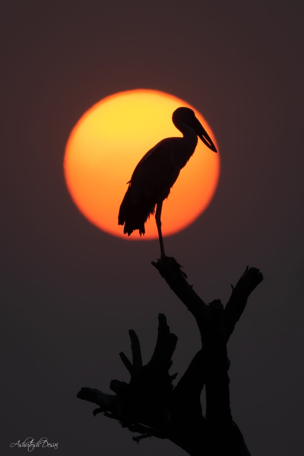 Asian Openbill — photo by Ashutosh Desai