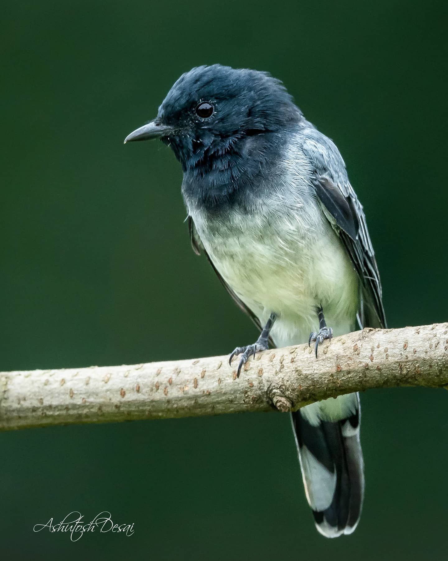 Black-headed Cuckooshrike — photo by Ashutosh Desai
