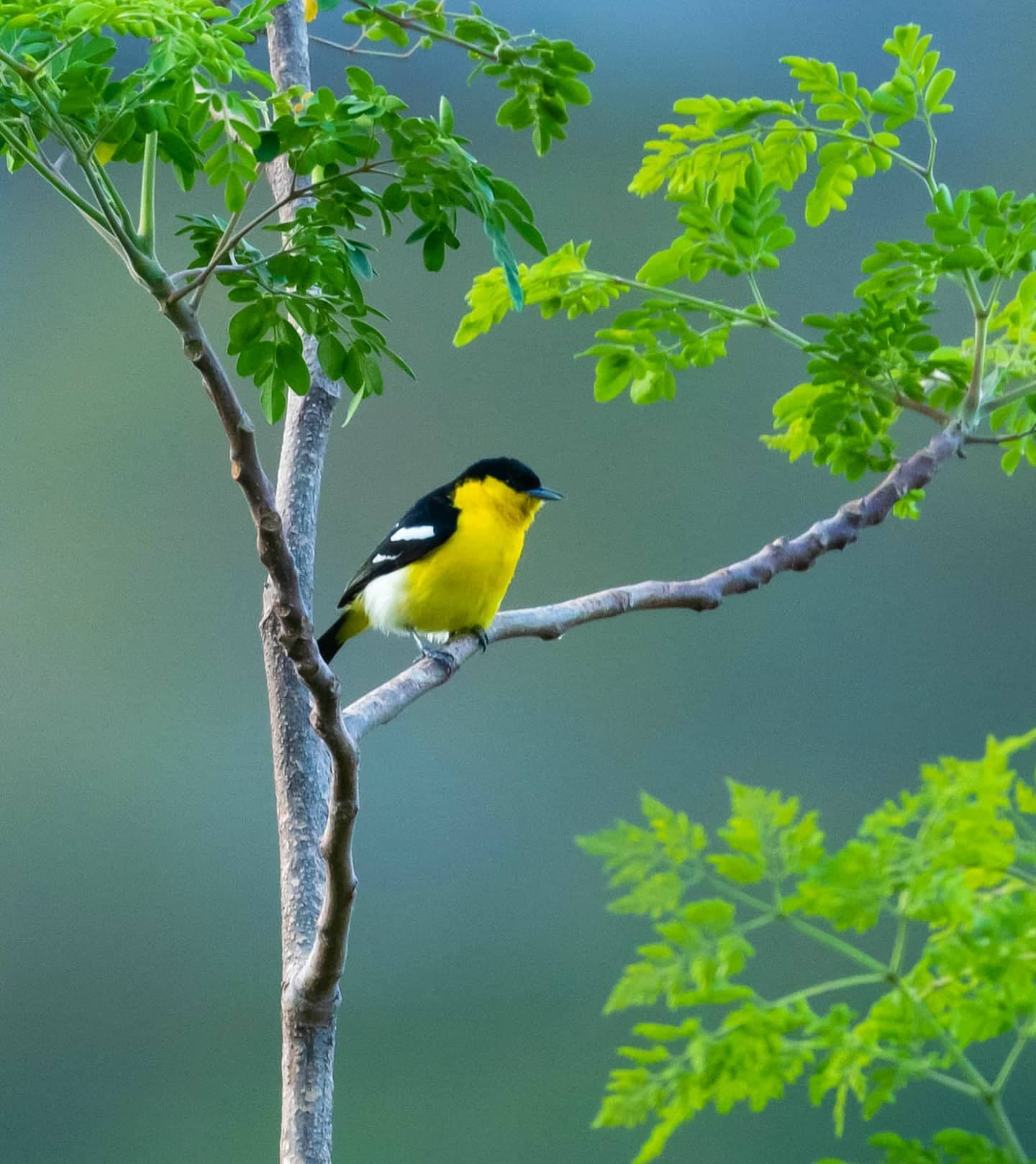 Common Iora — photo by Ashutosh Desai
