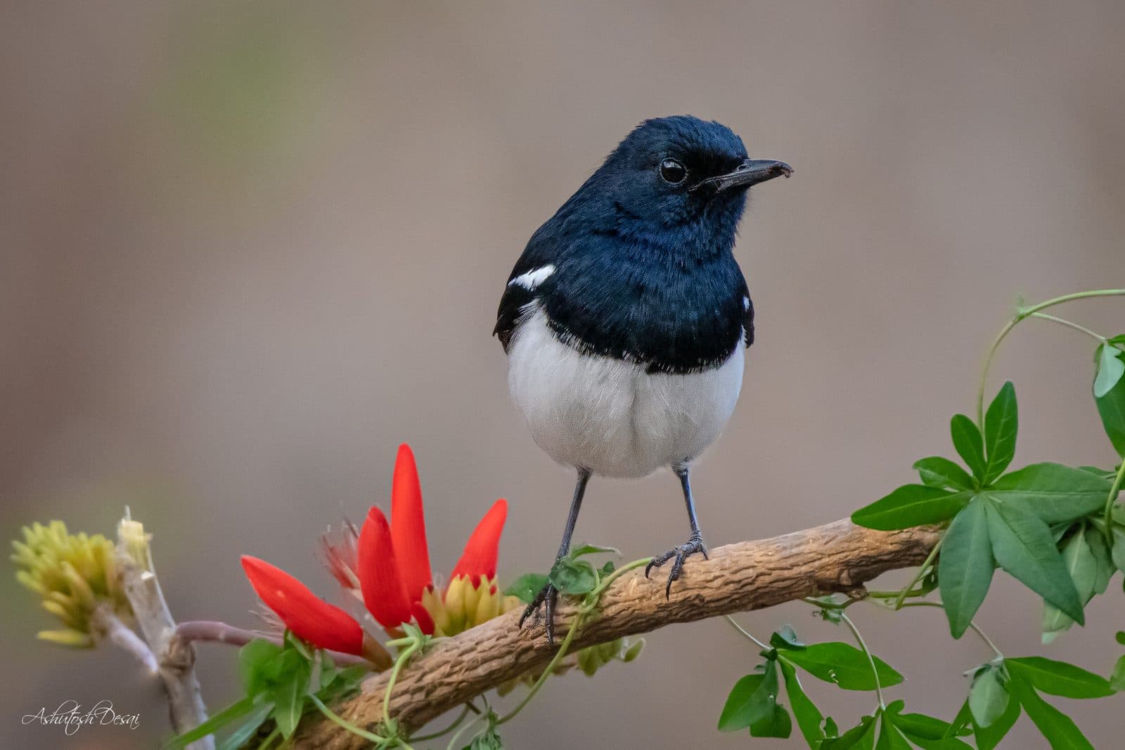 Oriental Magpie Robin