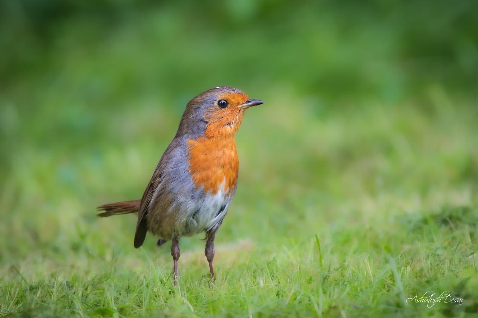 Common Robin
