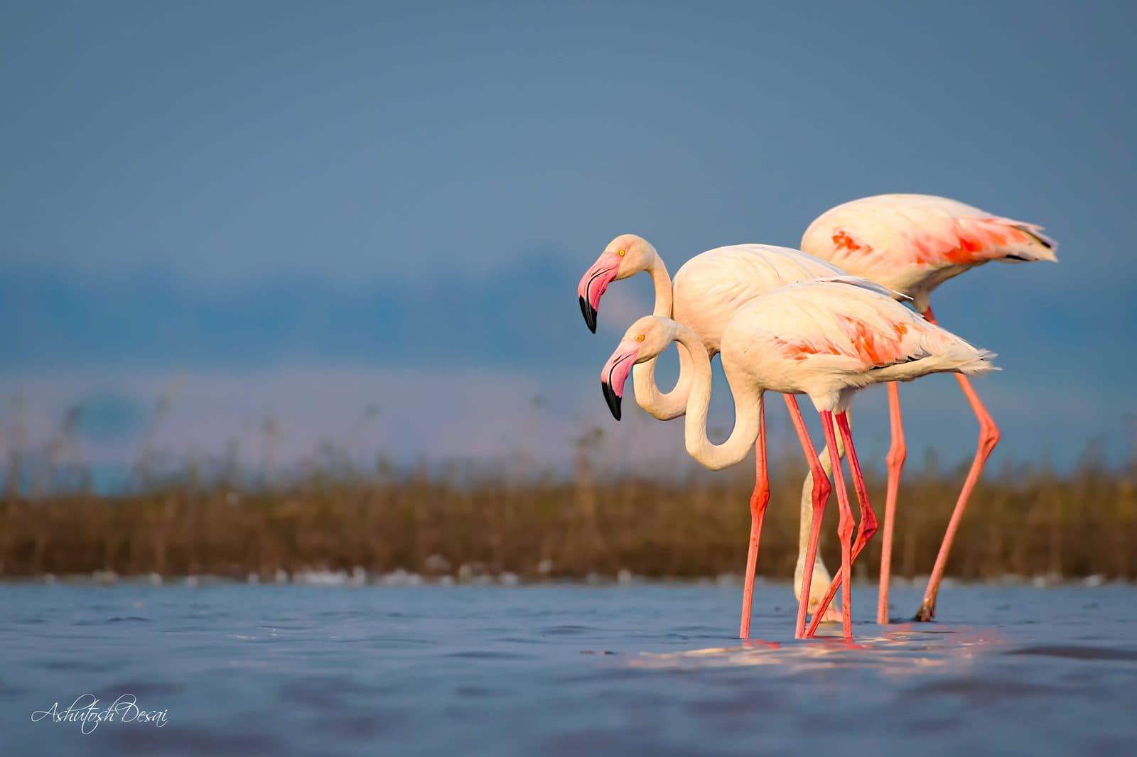 Greater Flamingo