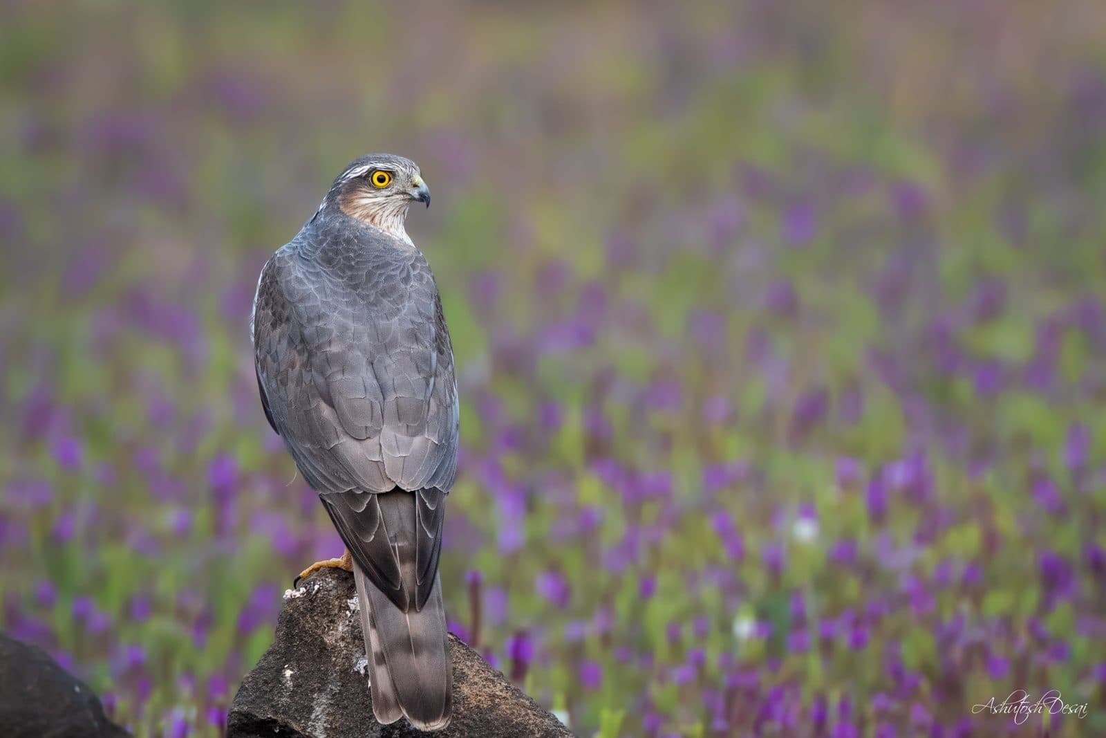 Eurasian Sparrowhawk