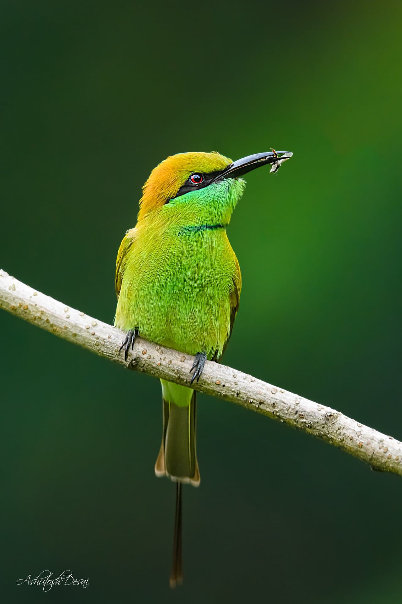 Green Bee-eater — photo by Ashutosh Desai