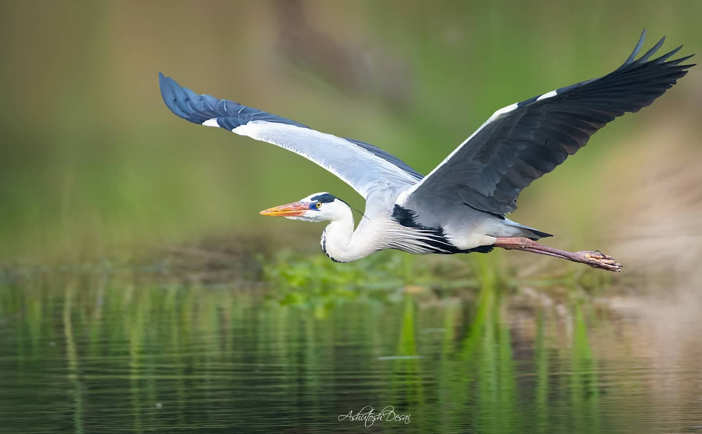 Grey Heron — photo by Ashutosh Desai