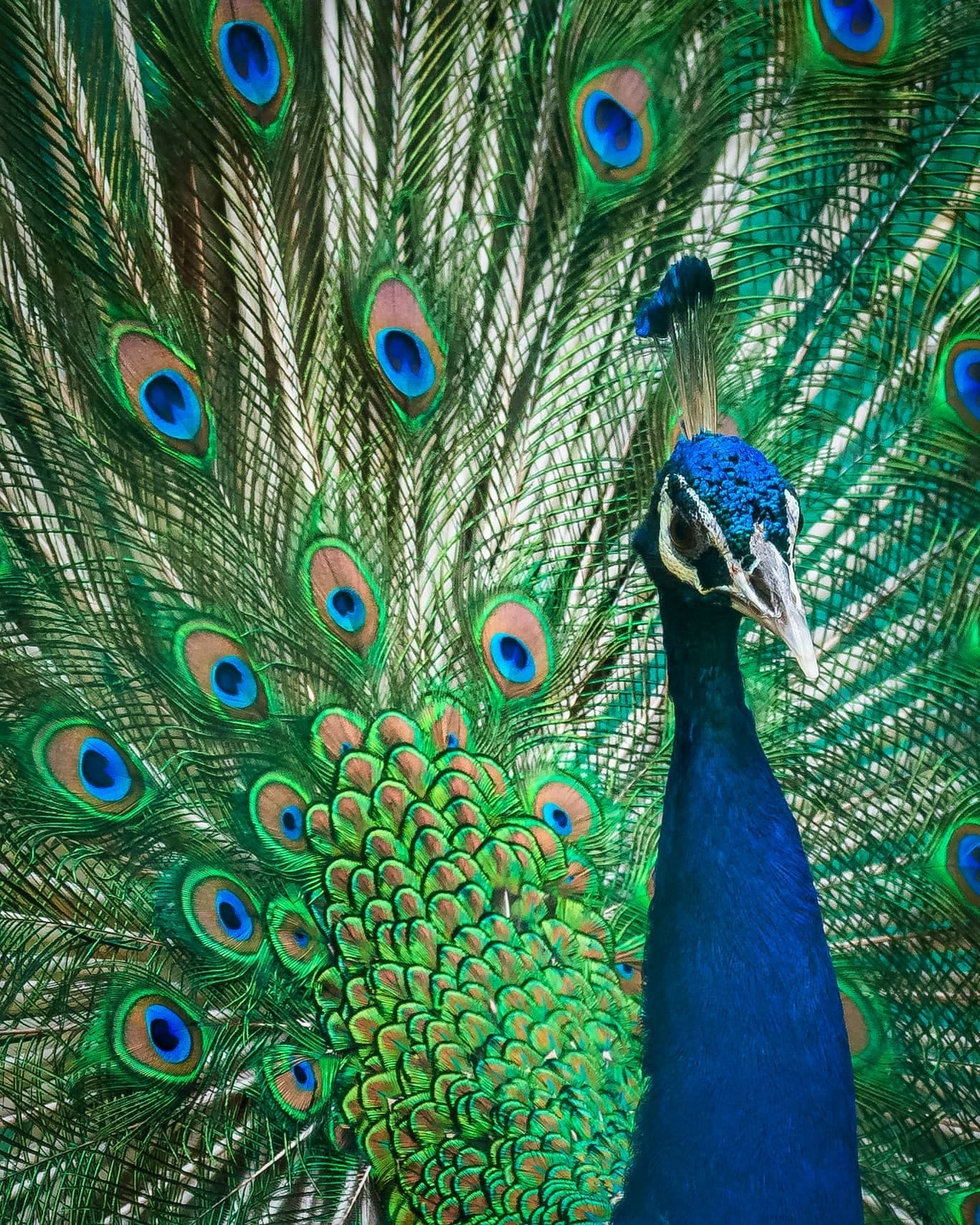 Indian Peafowl — photo by Ashutosh Desai