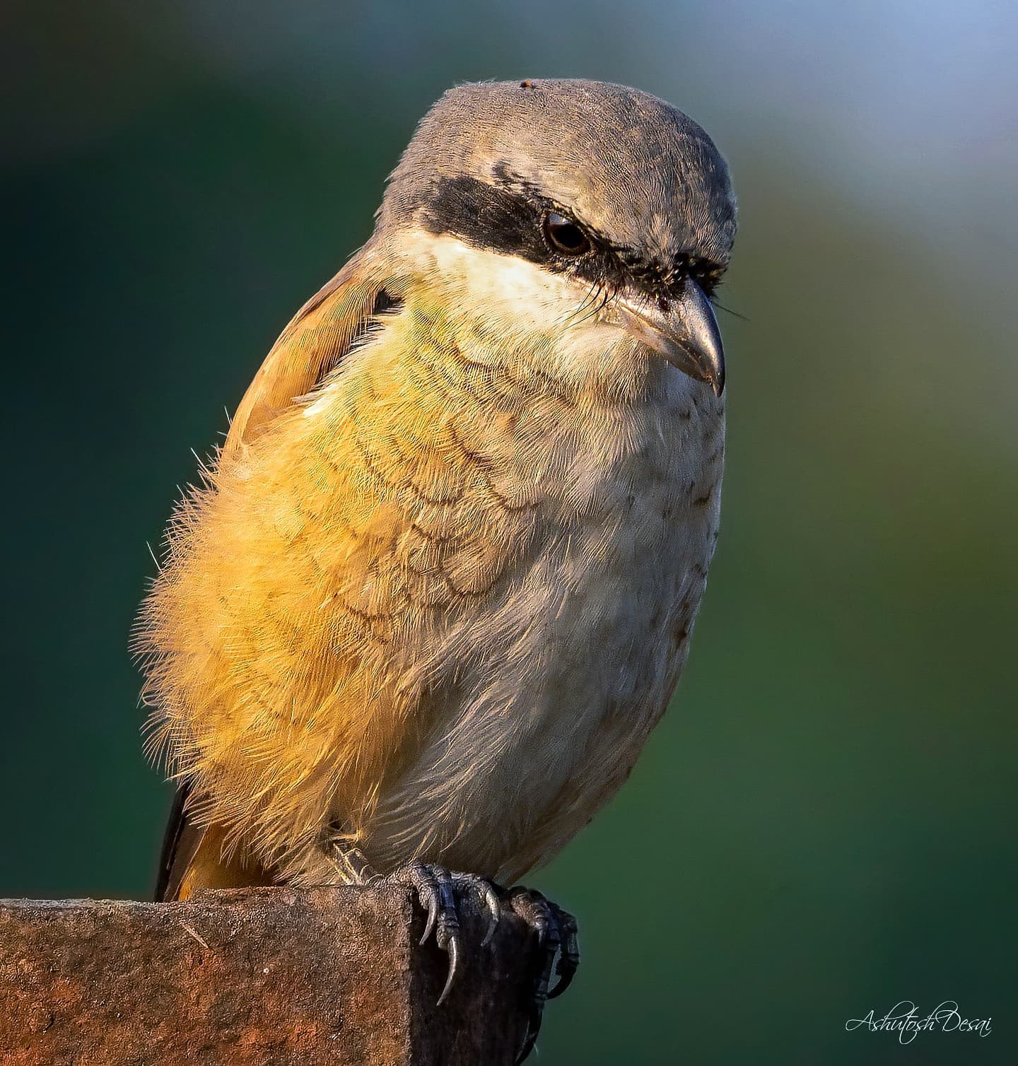 Long-tailed Shrike — photo by Ashutosh Desai
