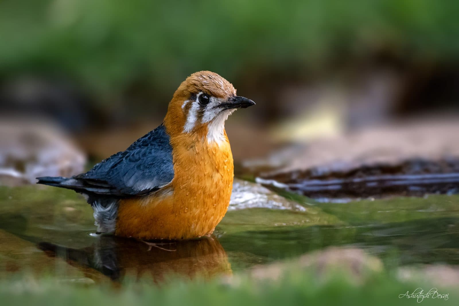 Orange-headed Thrush — photo by Ashutosh Desai