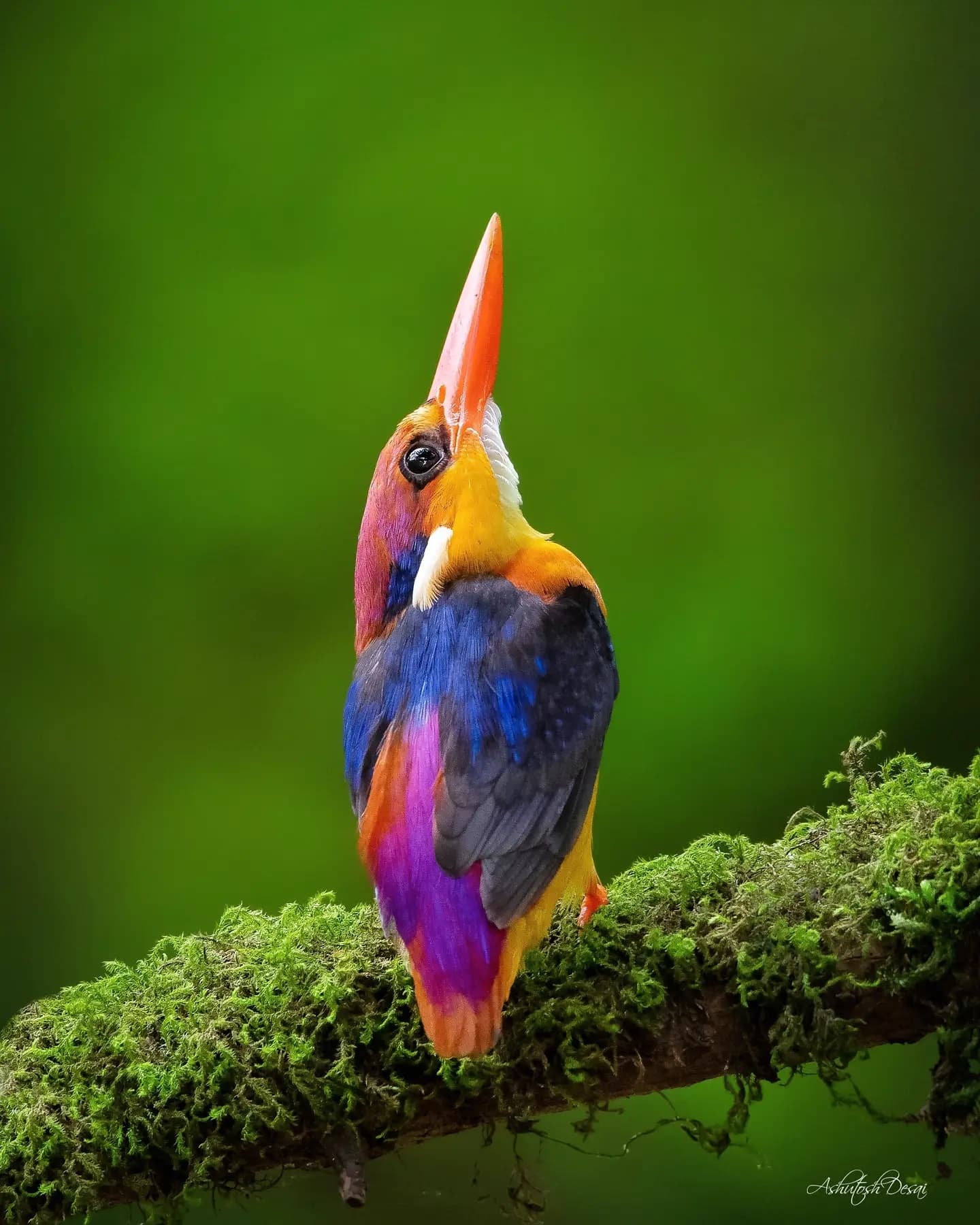 Oriental Dwarf Kingfisher — photo by Ashutosh Desai