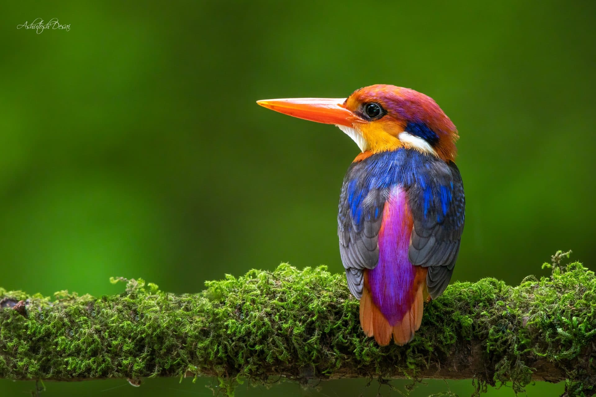 Oriental Dwarf Kingfisher
