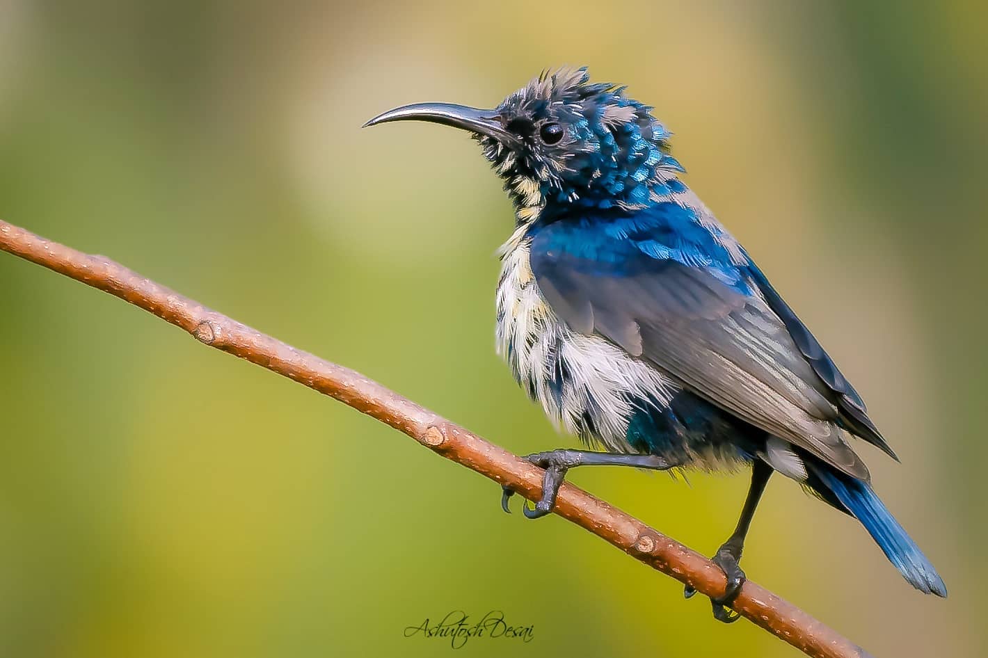 Purple Sunbird (Iridescent plumage) — photo by Ashutosh Desai