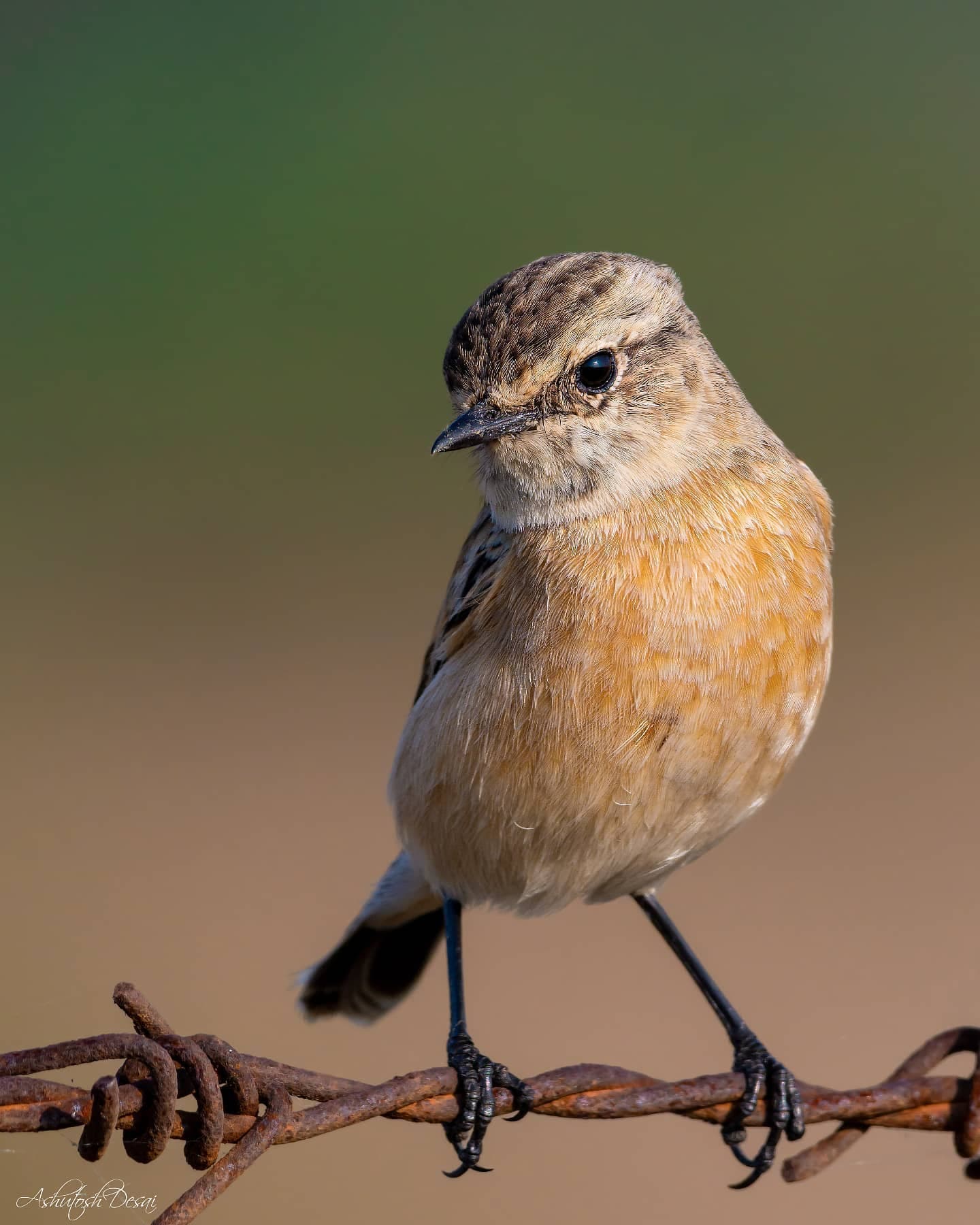 Siberian Stonechat — photo by Ashutosh Desai