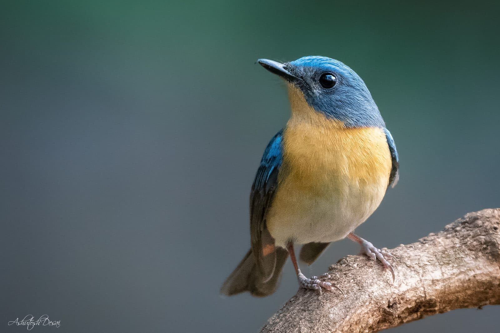 Tickell's Blue Flycatcher — photo by Ashutosh Desai